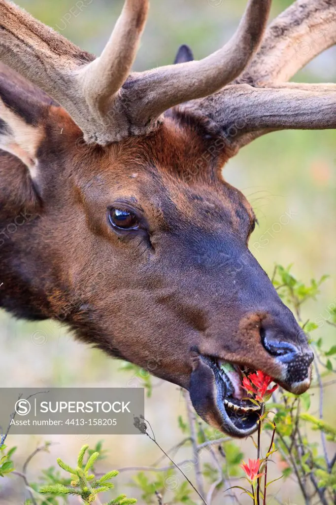 Elk eating an Indian Paintbrush Flower Canada