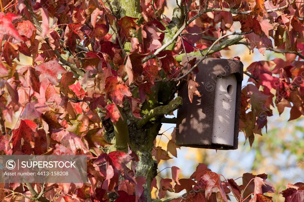 Breeding cage on a sweetgum in a garden in autumn