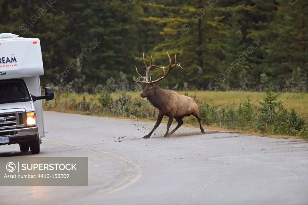 Elk rut in loading a camper on the road Canada