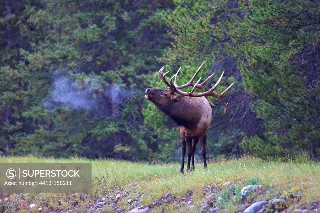 Rutting bull elk bellowing Rockies Canada