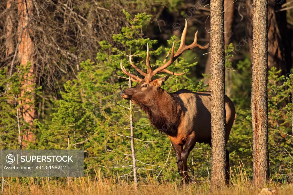 Rutting bull elk in the Rocky Mountains Canada