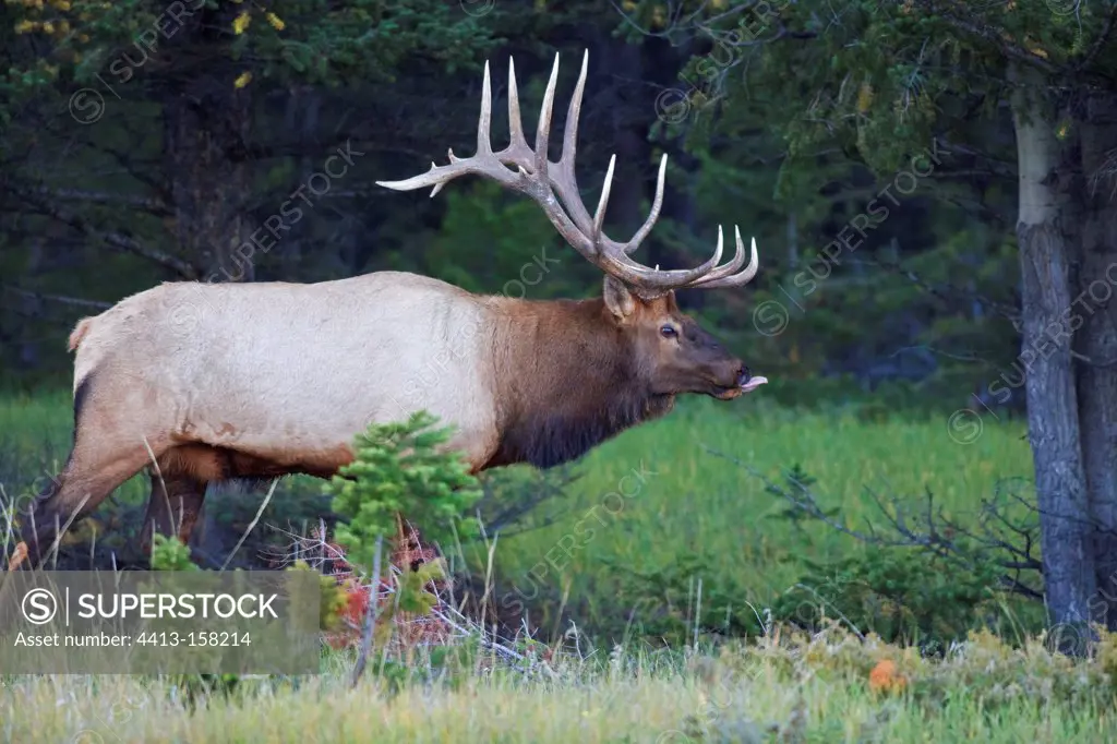 Bull elk in rut tongue out Canada