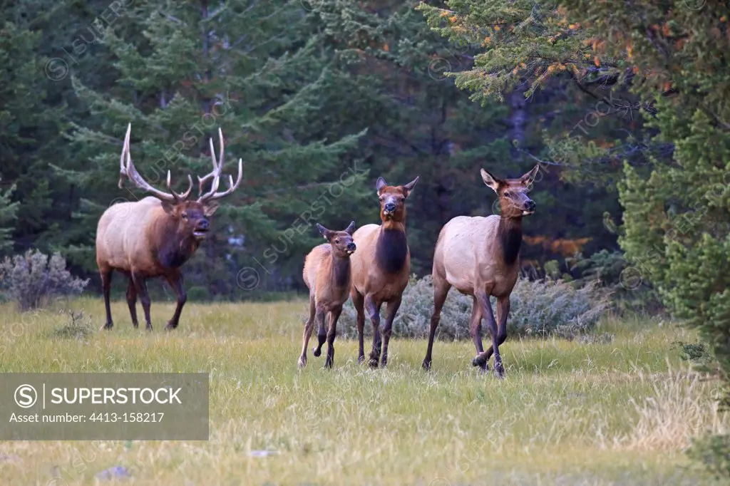 Elk rut in bringing young and female in its haremCanada