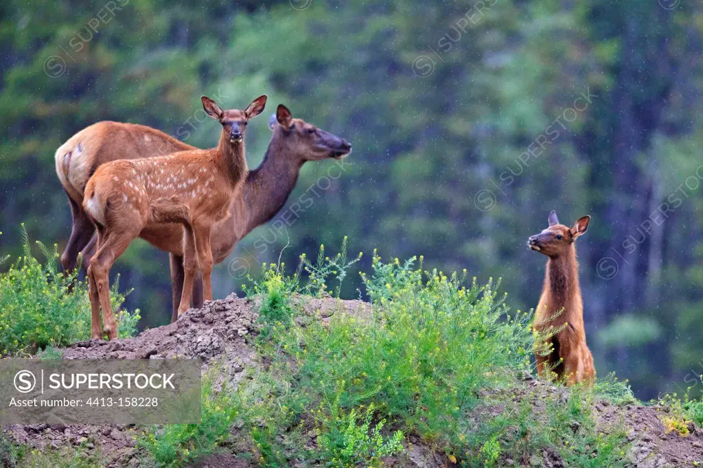Elk cow and two calves in the rain Canada