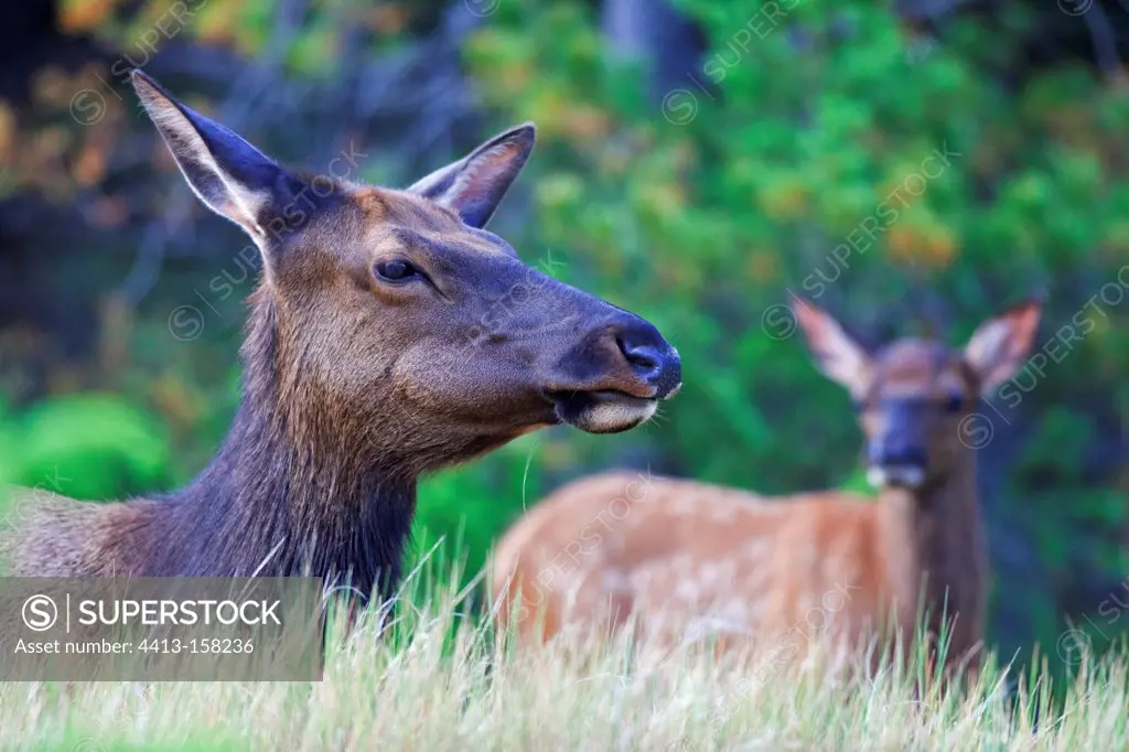 Elk cow and its fawn in the forest in Canada