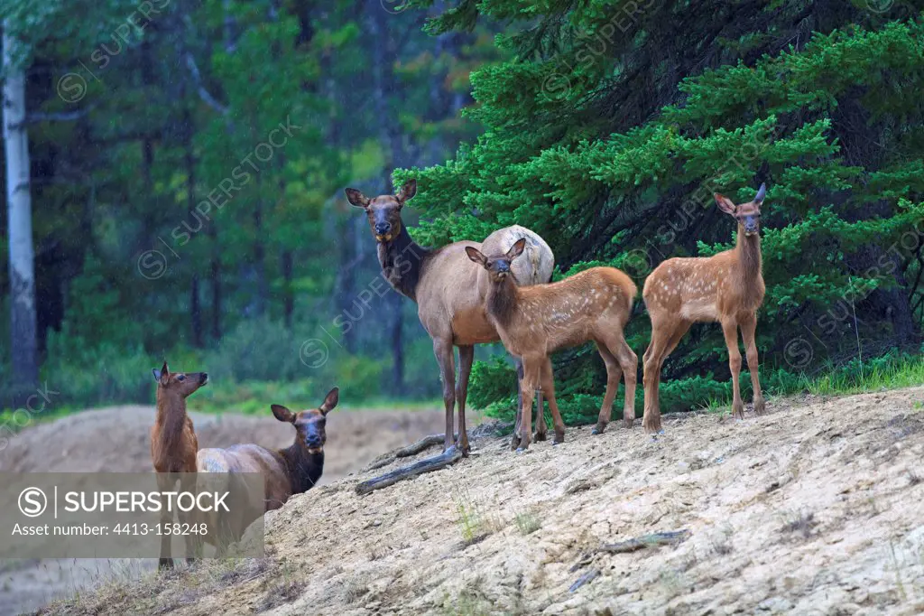 Female elk and fawns in the forest in Canada