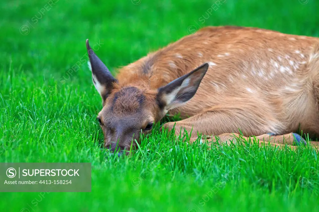 Wapiti fawn lying in the grass Canada