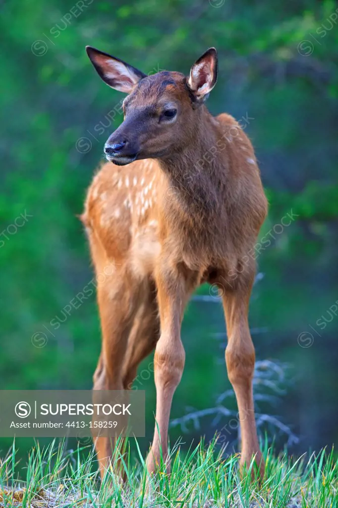 Fawn Elk in the Rocky Mountains in Canada