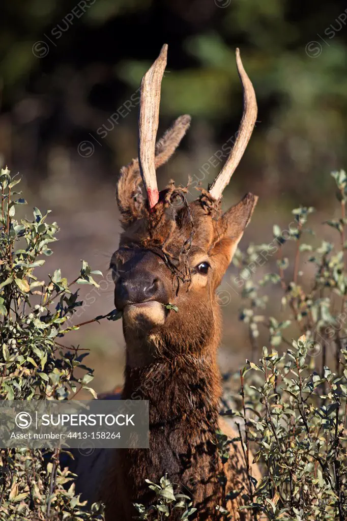 Young bull elk in the woods deformed Canada