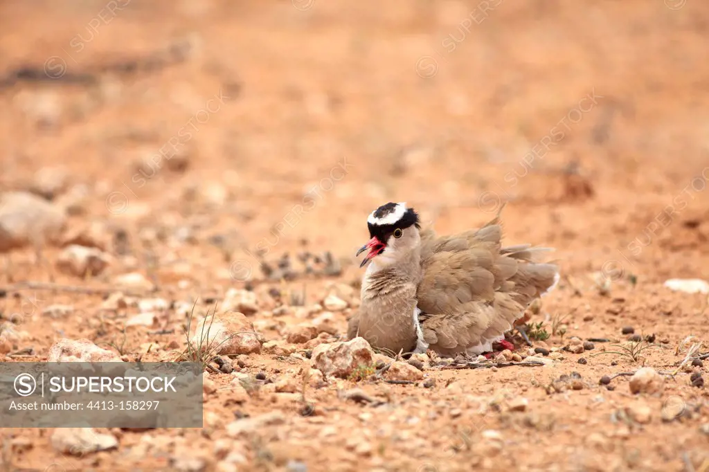 Crowned Lapwing nesting on the ground Kalahari RSA