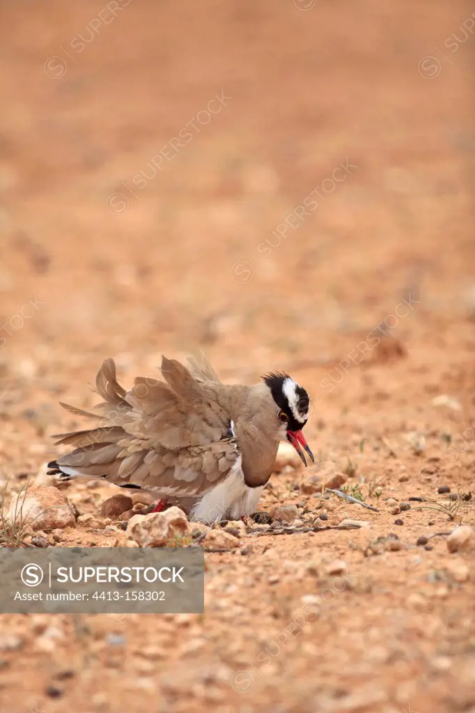 Crowned Lapwing nesting on the ground Kalahari RSA