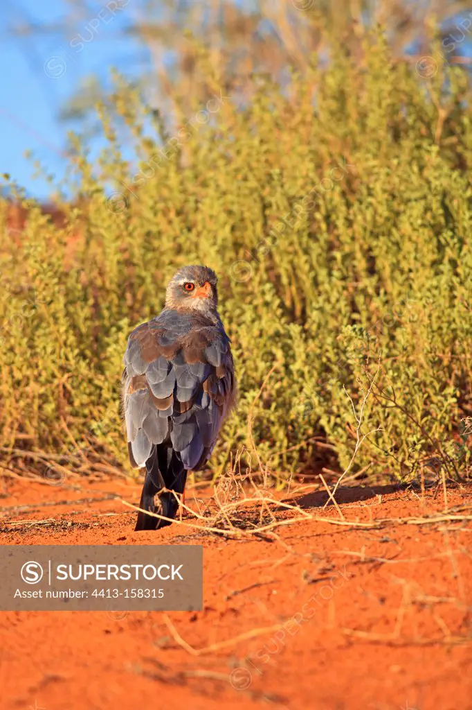Goshawk looking around the sky Kalahari Desert