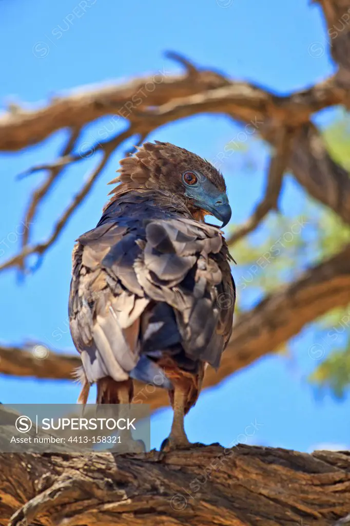 Young Bateleur eagle on a branch in RSA