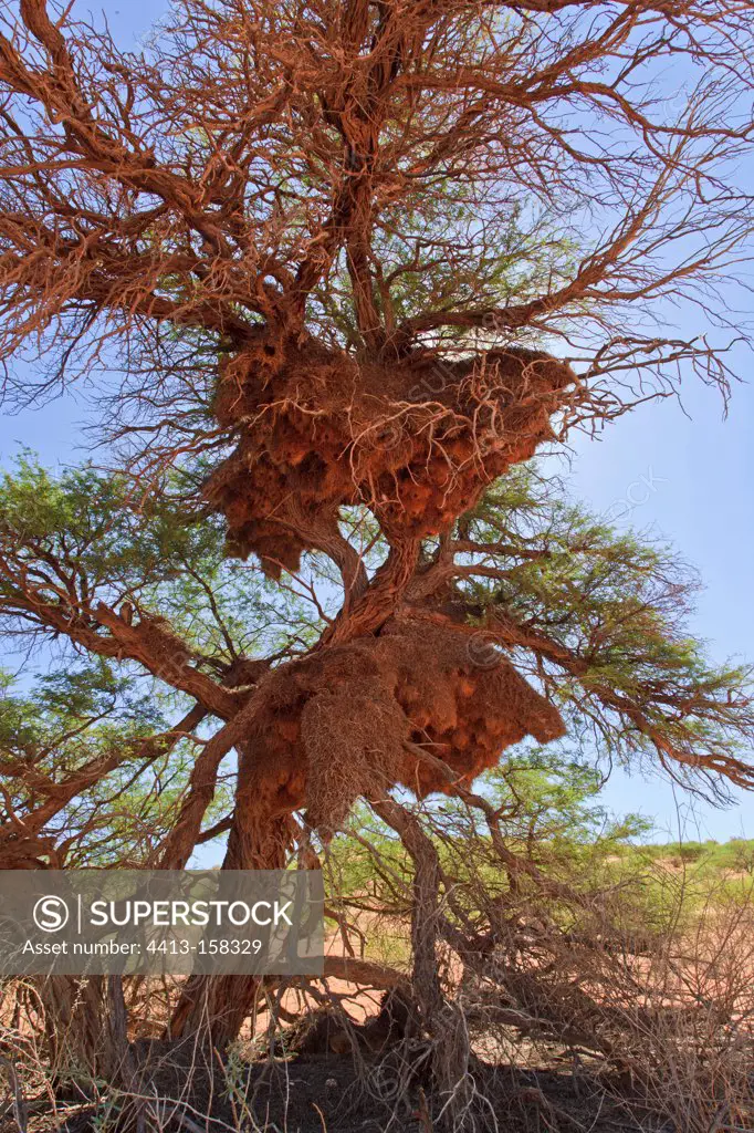 Nest of Sociable Weavers Kalahari desert in RSA