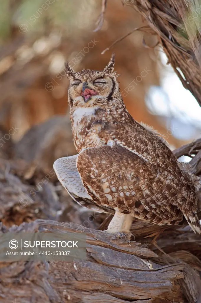 Spotted Eagle-owl on a branch Kalahari Gembsbok NP