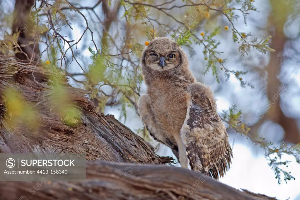 Young Spotted Eagle-owl on a branch Kalahari Gembsbok NP