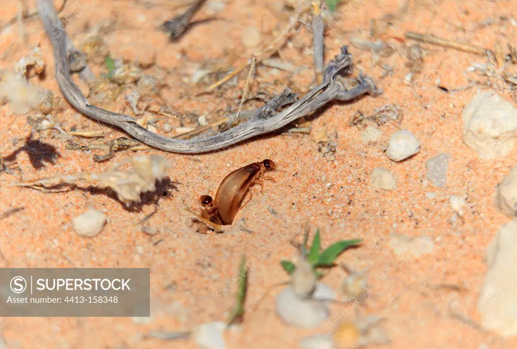 Hatching of termites in the Kalahari Desert in RSA