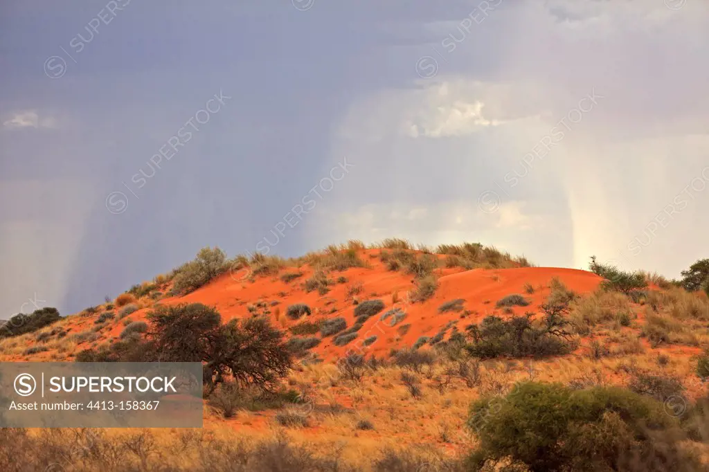Storm in the dunes of the Kalahari Desert in RSA