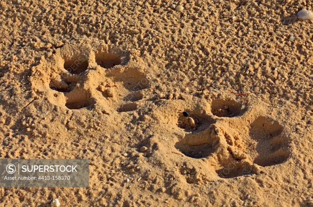 Lion tracks in the sand in the Kalahari Desert RSA