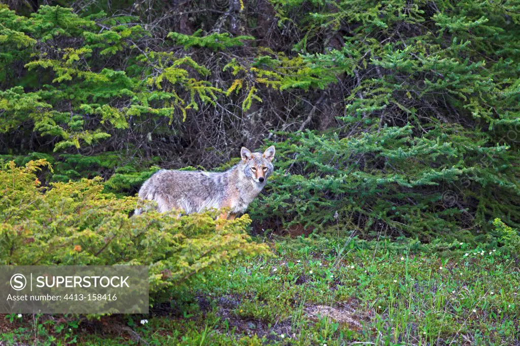 Coyote in the PN Kootenay in Canada