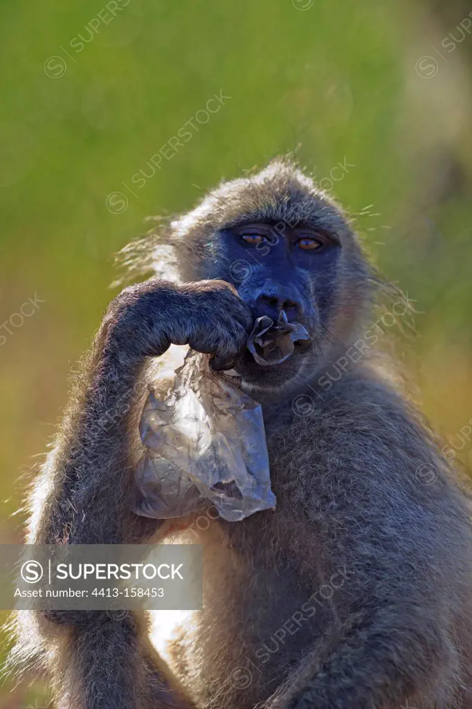 Chacma baboon chewing a plastic bag Kruger NP