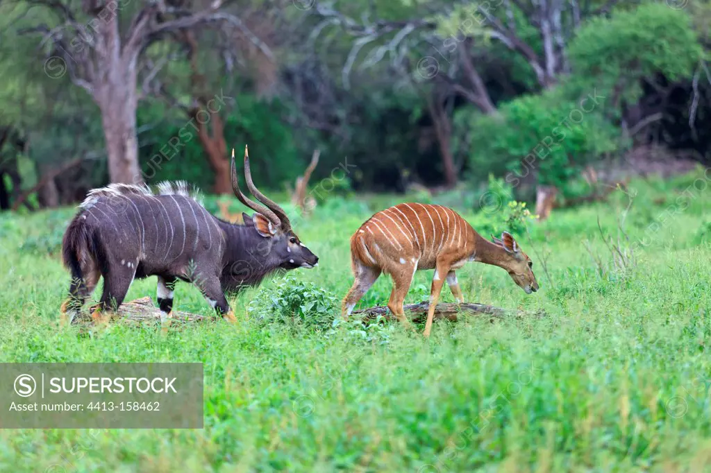 Nyala male following a female in heat PN Kruger RSA