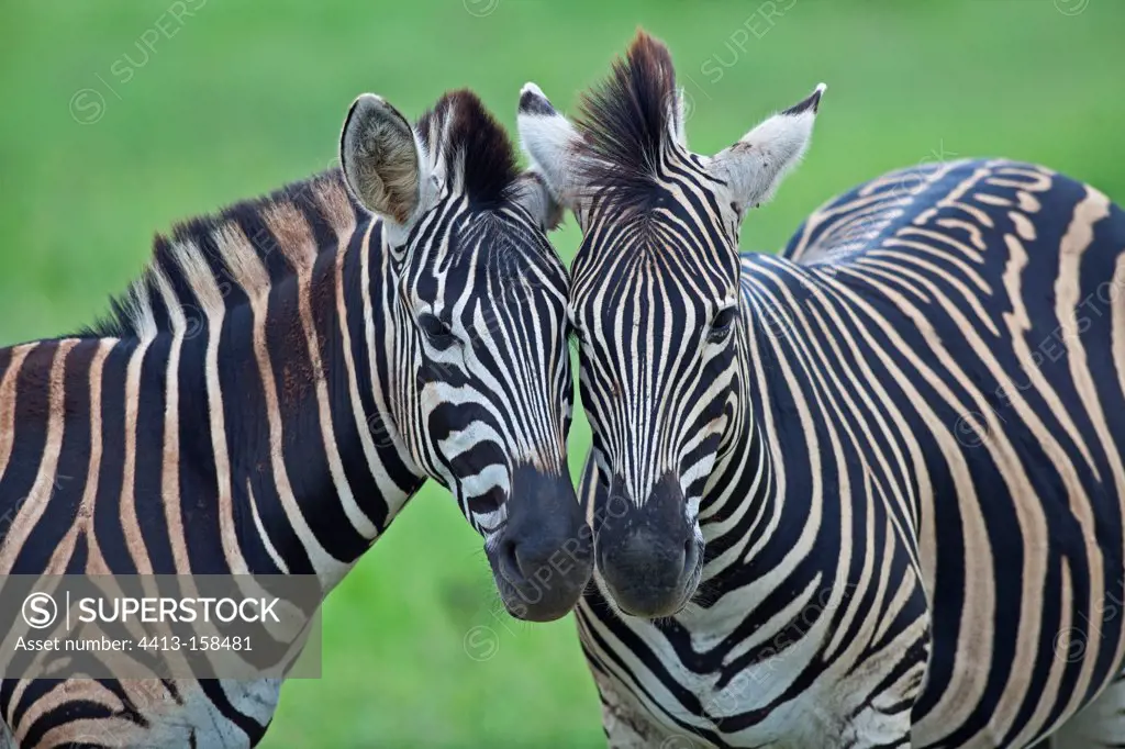 Plains zebras their snouts sticking one against the other RSA