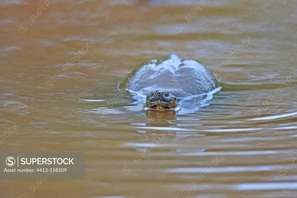 Helmeted turtle in a pond in Kruger NP in RSA