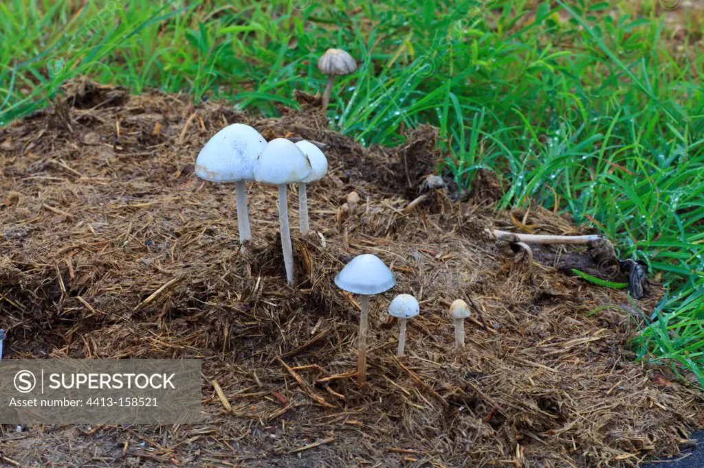 Mushrooms growing on a dung of elephants in RSA