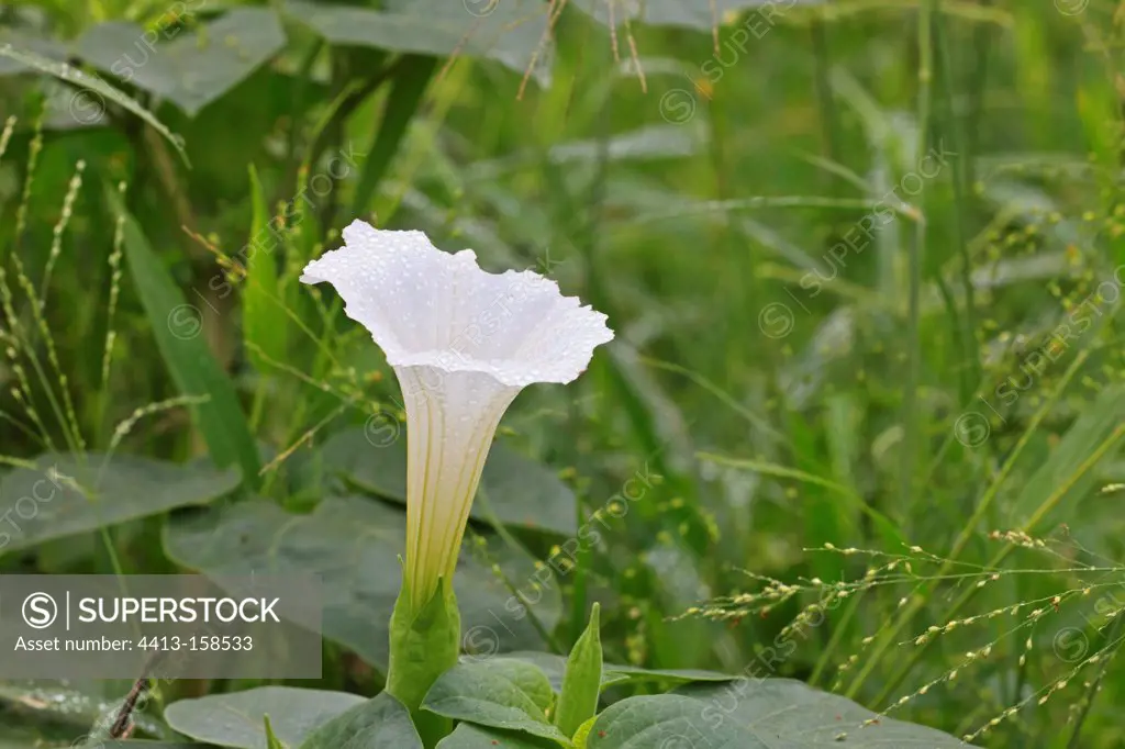 Datura in bloom in the Kruger NP South Africa