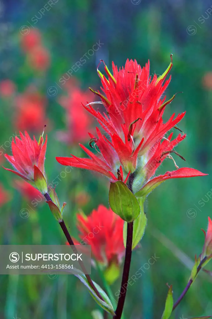 Indian paintbrush in the Rocky Mountains Canada
