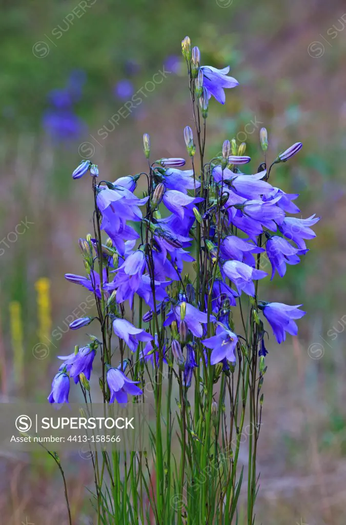 Harebell flowering summer Canada