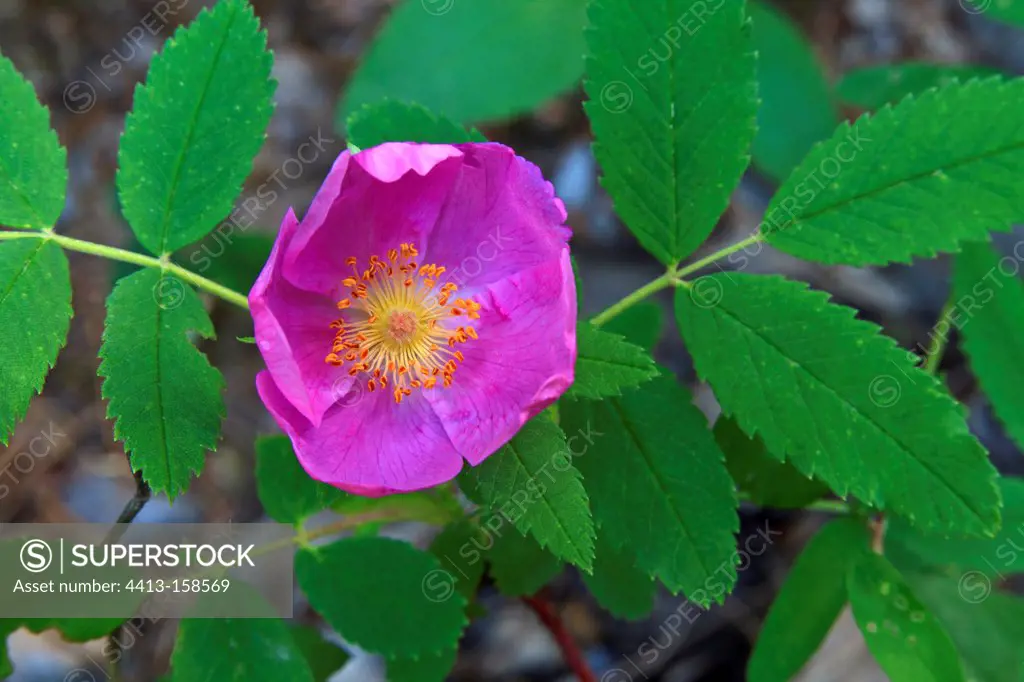 Flower of wild Prickly rose Canada