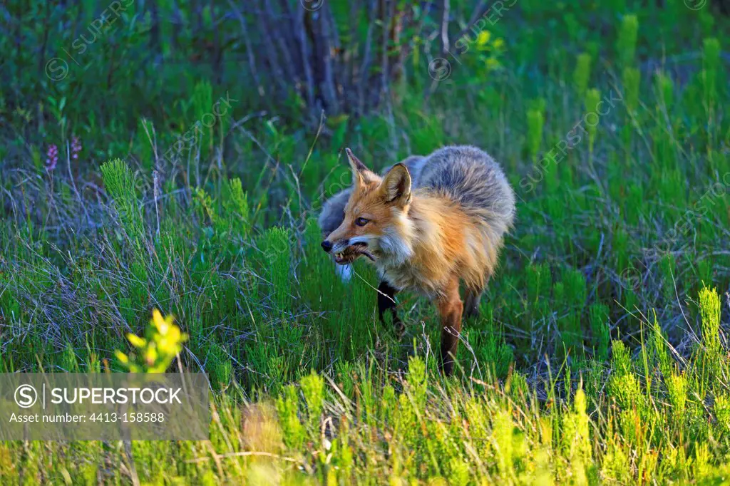 Red Fox with food in its mouth Canada