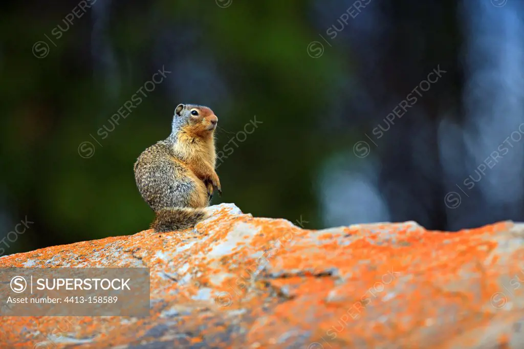 Columbian ground squirrel on a rock covered with lichen