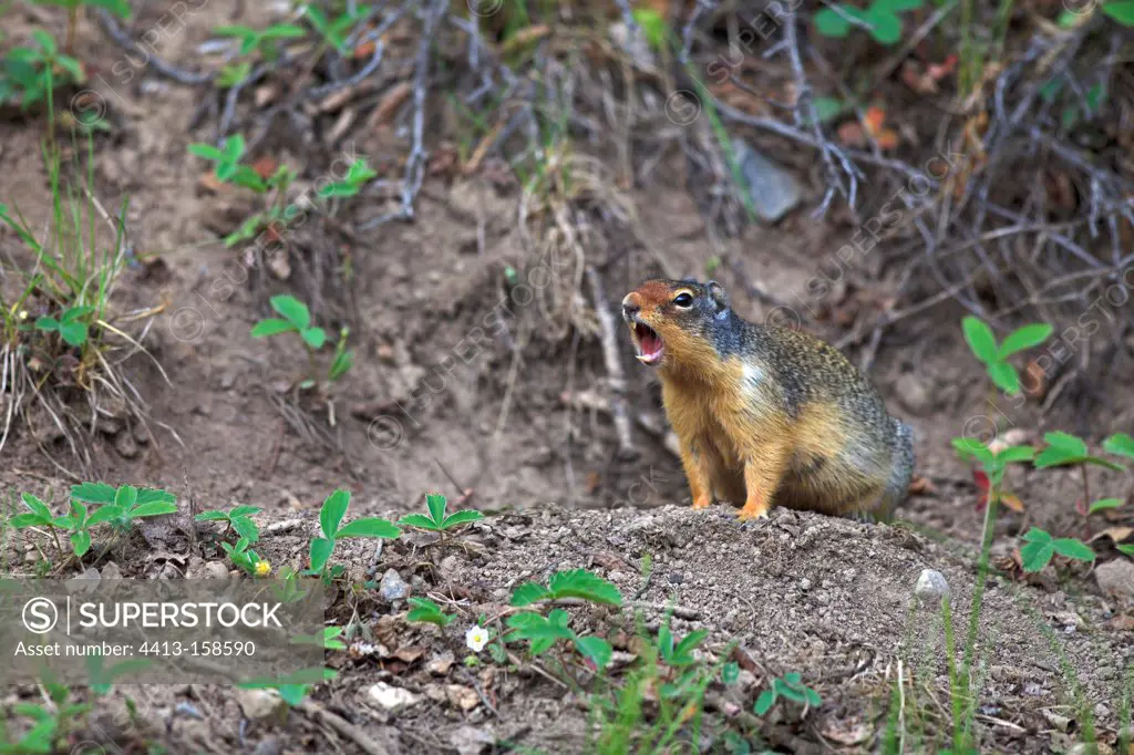 Columbian ground squirrel with a cry of warning Canada