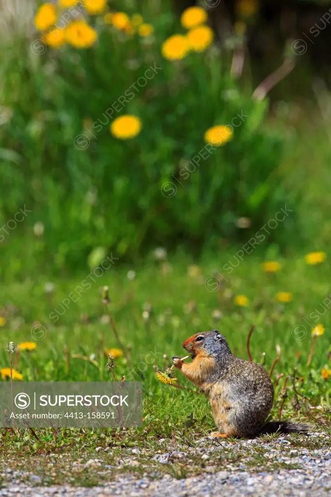 Columbian ground squirrel eating Dandelions Canada