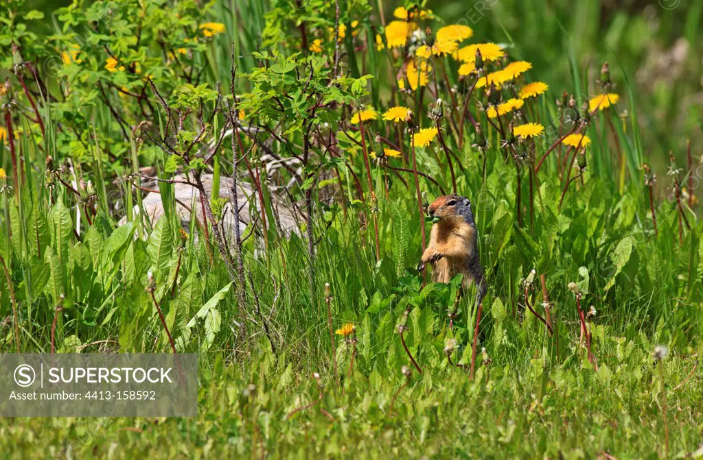 Columbian ground squirrel eating Dandelions Canada