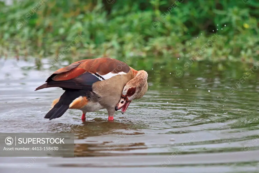 Egyptian Goose in a pond scratching Kruger NP South africa