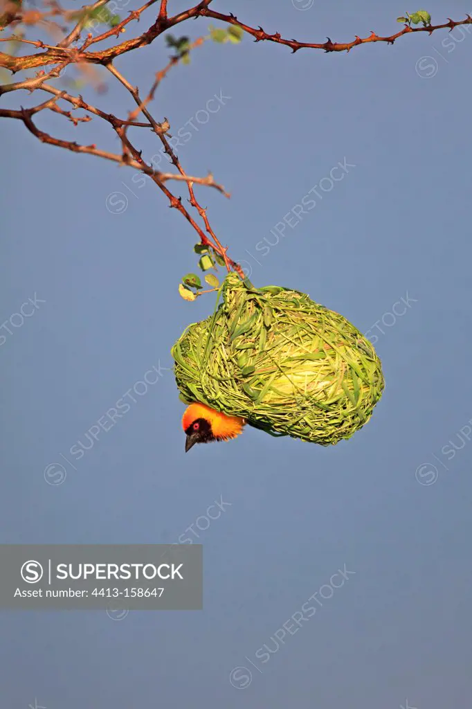 Southern Masked-weaver male head out of its nest RSA