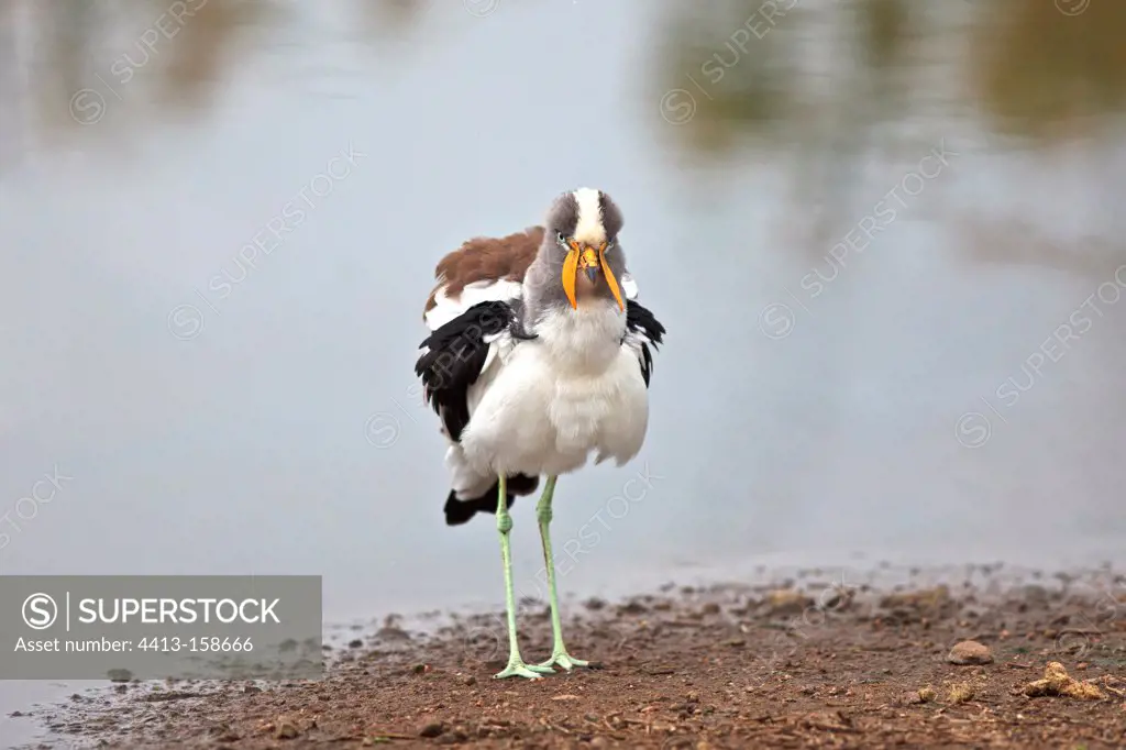 White-headed Lapwing snorting near a pond in the Kruger NP
