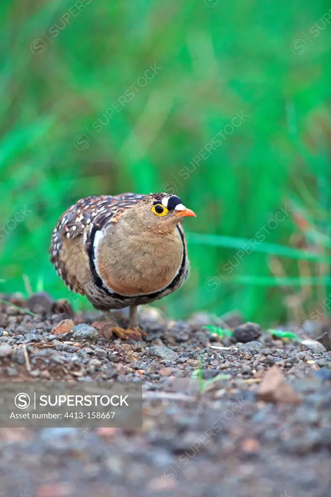 Double-banded Sandgrouse in the Kruger NP South africa