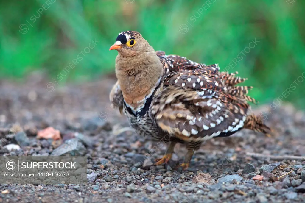 Double-banded Sandgrouse snorting in the Kruger NP in RSA
