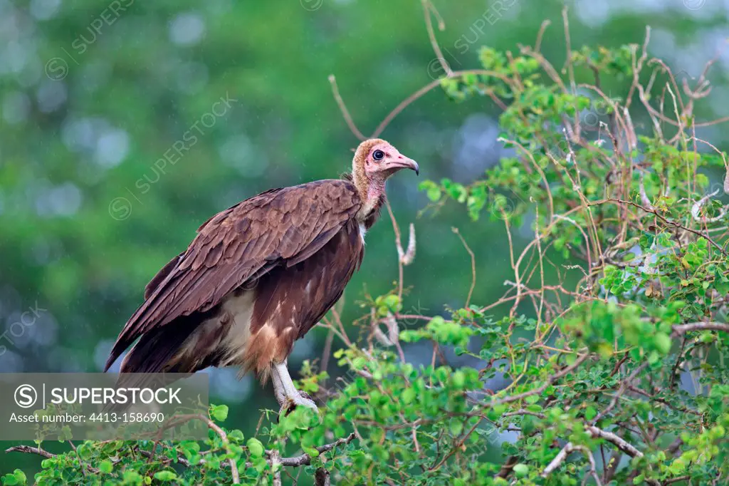 Hooded Vulture perched in a rain in the Kruger NP in RSA