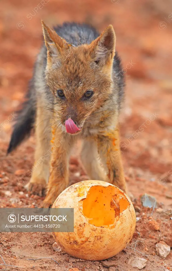 Young Black-backed jackal licking the muzzle RSA