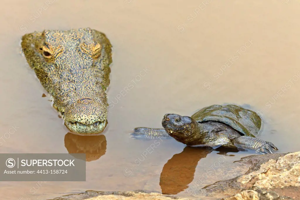 Helmeted turtle and Nile Crocodile in the Kruger NP in RSA