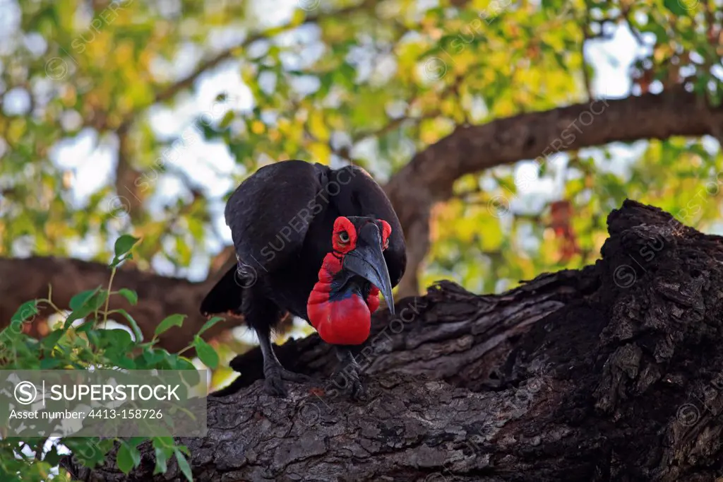 Southern Ground Hornbill perched on a tree in Kruger NP RSA