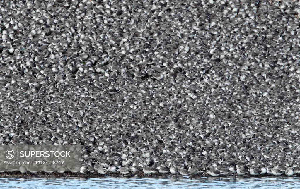 Flock of Knots roosting on a gravel bank Norfolk GB