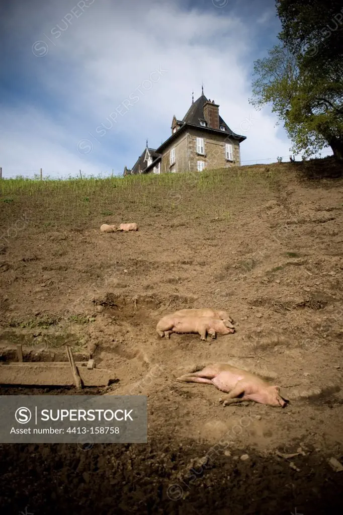 Pigs at rest in an organic farm France