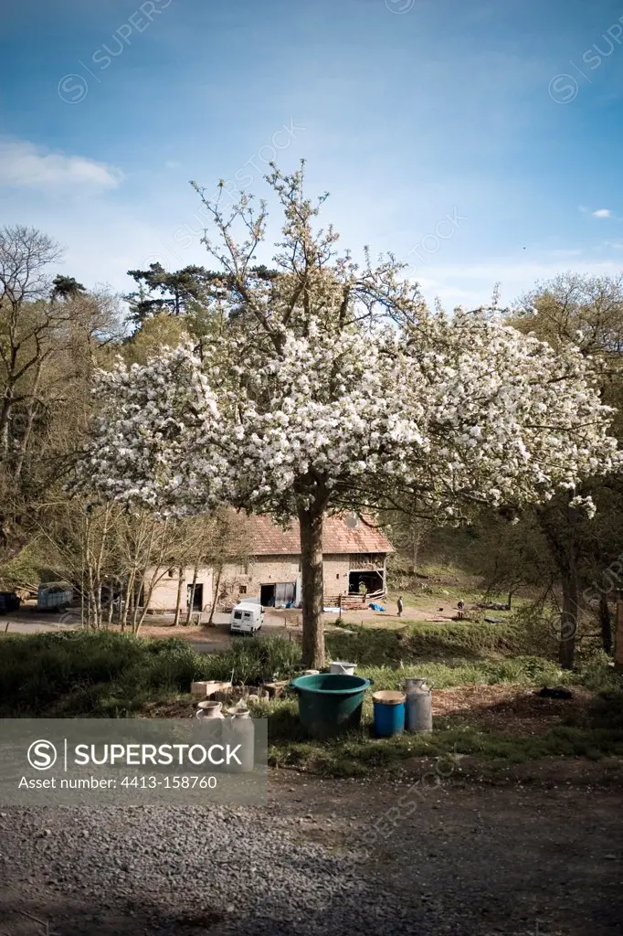 Apple blossoms on a farm France